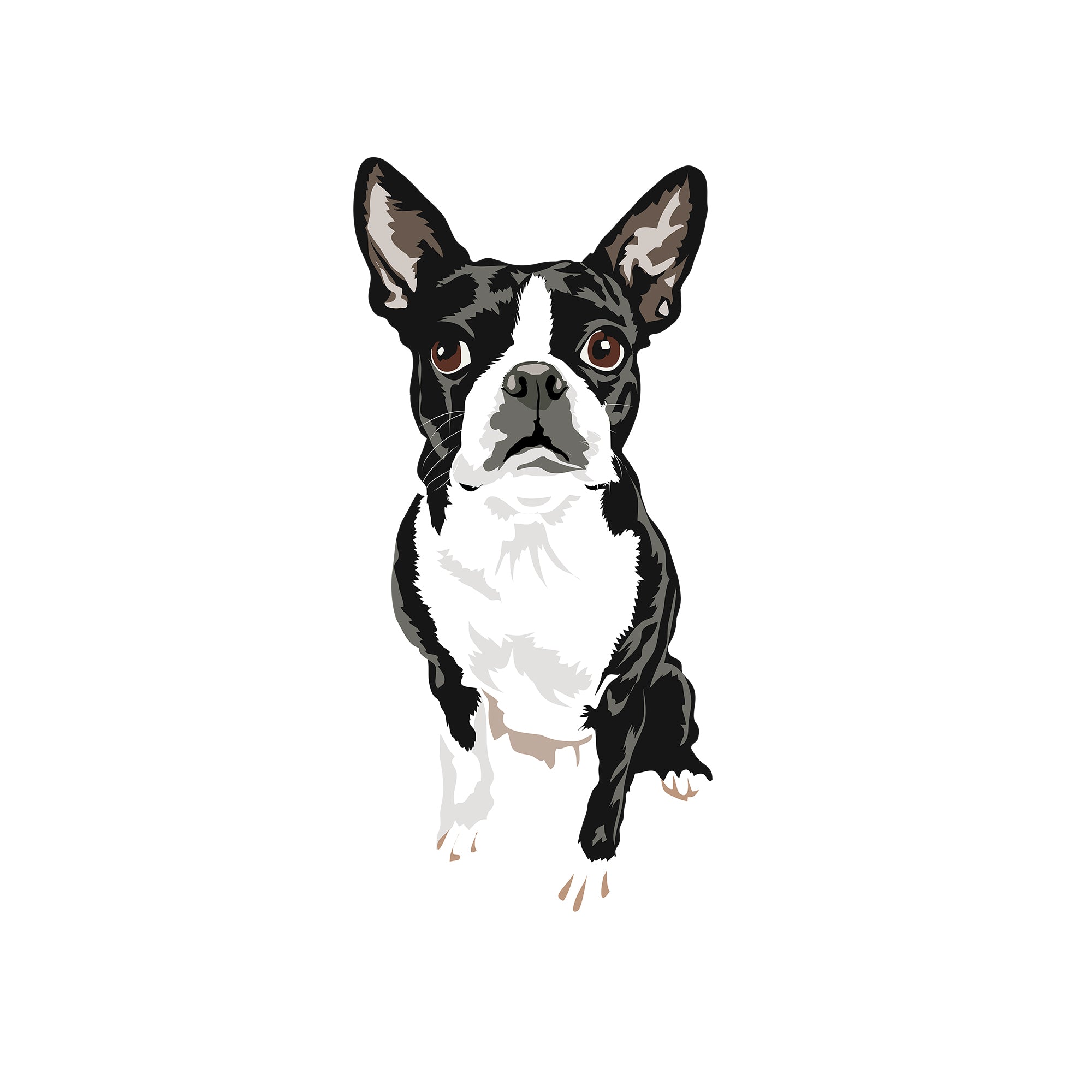 BOSTON TERRIER