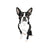 BOSTON TERRIER