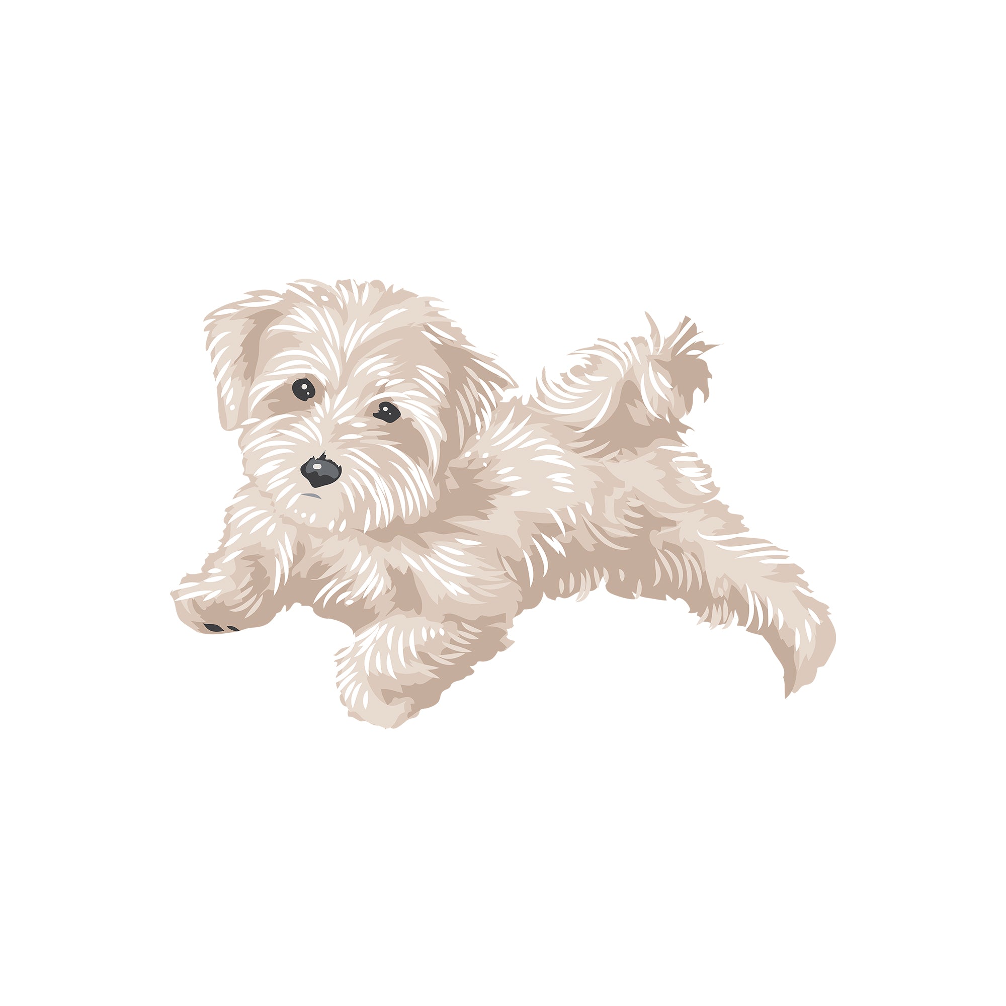 MALTIPOO